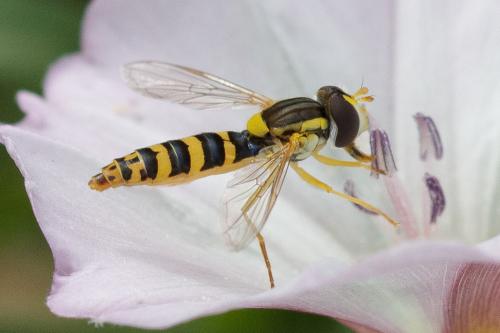 Sphaerophoria sp.